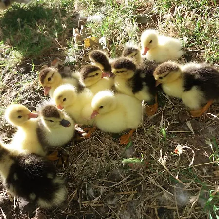 & Herges Oda ve Kahvaltı