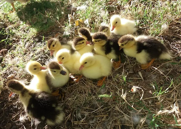 & Herges Отель типа 